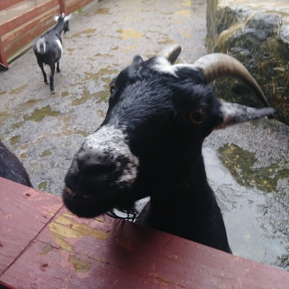 Meet your Posher, Jessica - Picture 1 of 1